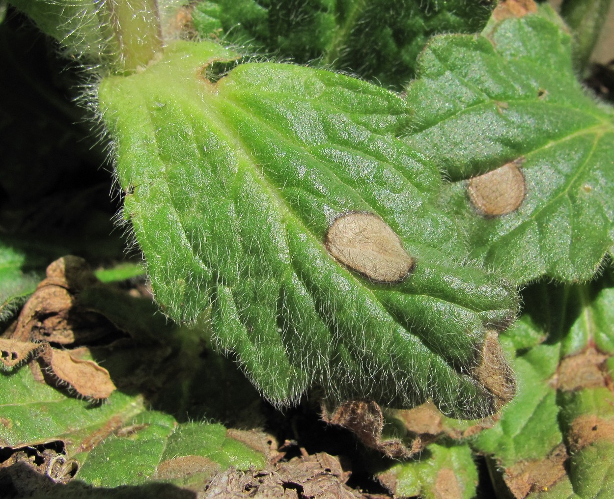 Image of Ajuga orientalis specimen.