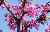 Cercis siliquastrum