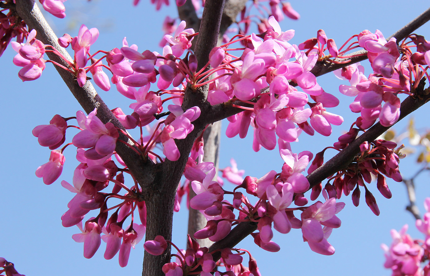 Image of Cercis siliquastrum specimen.