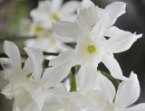 Narcissus triandrus