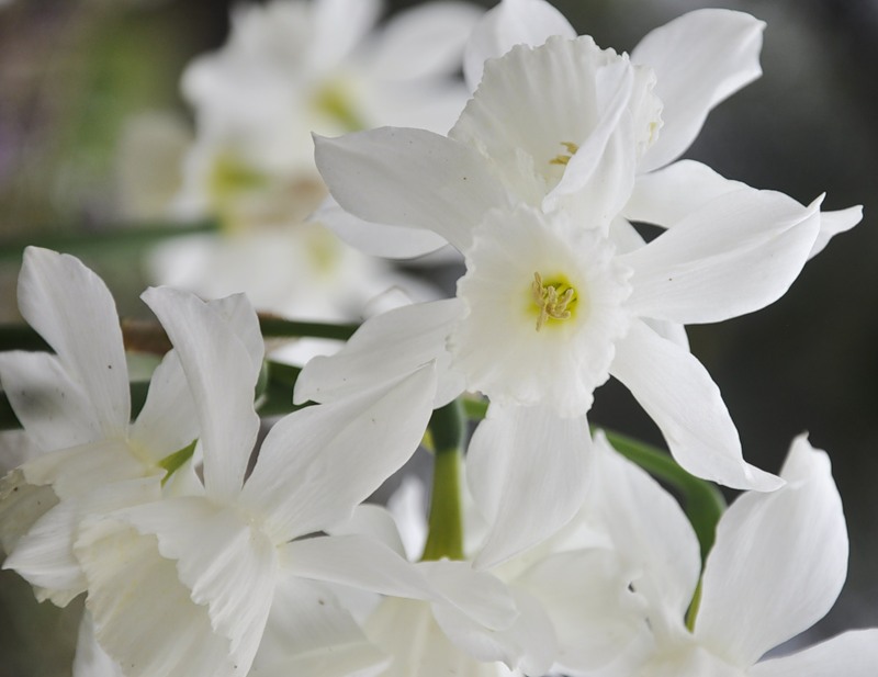 Изображение особи Narcissus triandrus.