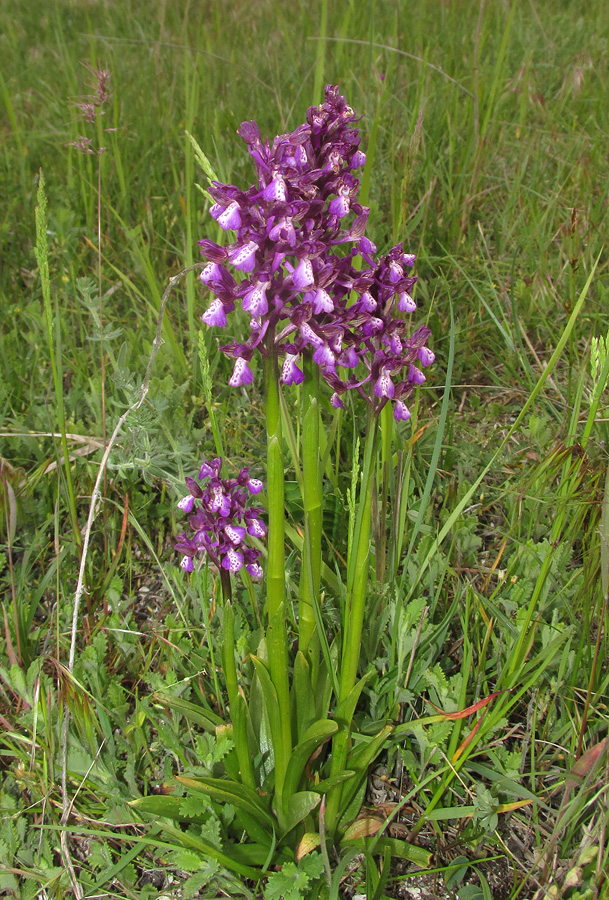 Image of Anacamptis morio ssp. caucasica specimen.