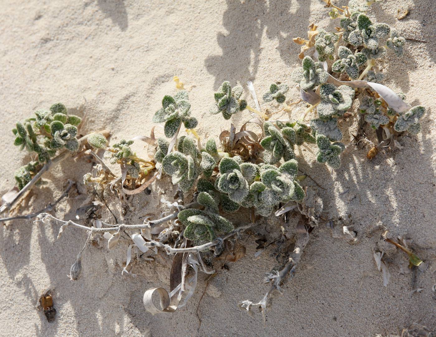 Image of Silene succulenta specimen.