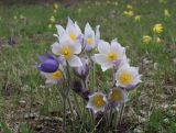genus Pulsatilla