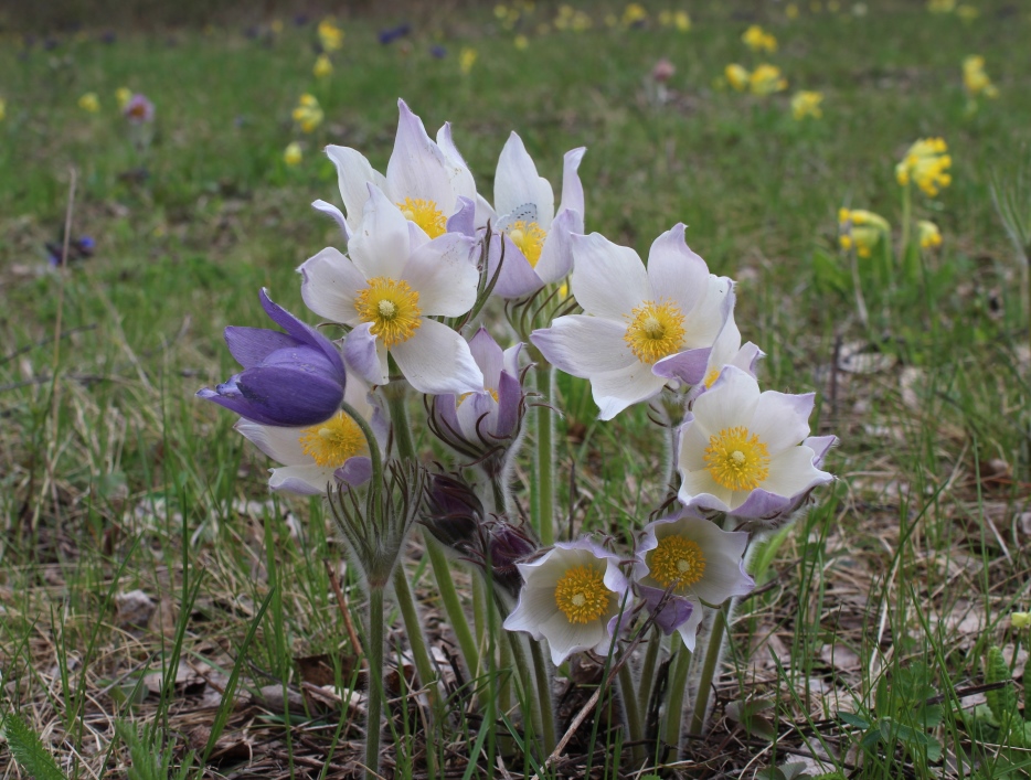 Изображение особи род Pulsatilla.