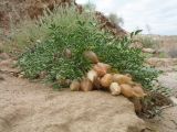 Astragalus tetrastichus. Плодоносящее растение. Казахстан, южные отроги Джунгарского Алатау к зап. от с. Коктал, гипсоносные глины и пески. 26 мая 2017 г.