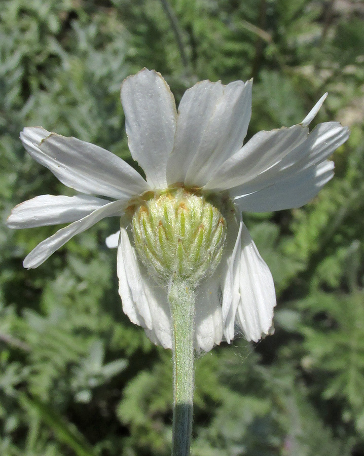 Изображение особи Pyrethrum poteriifolium.