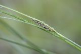 Carex lasiocarpa