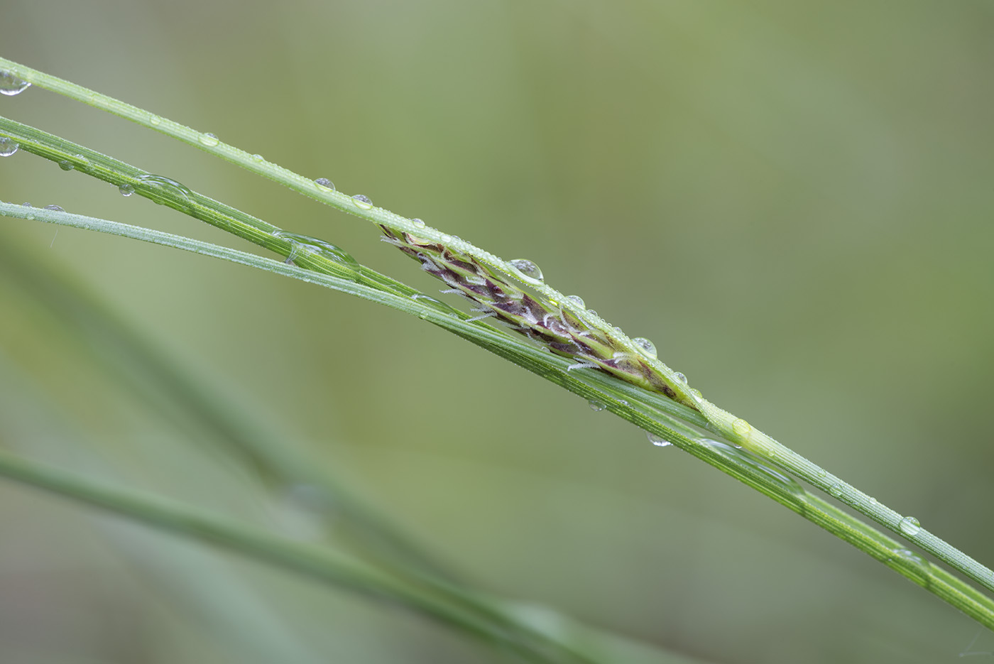 Изображение особи Carex lasiocarpa.