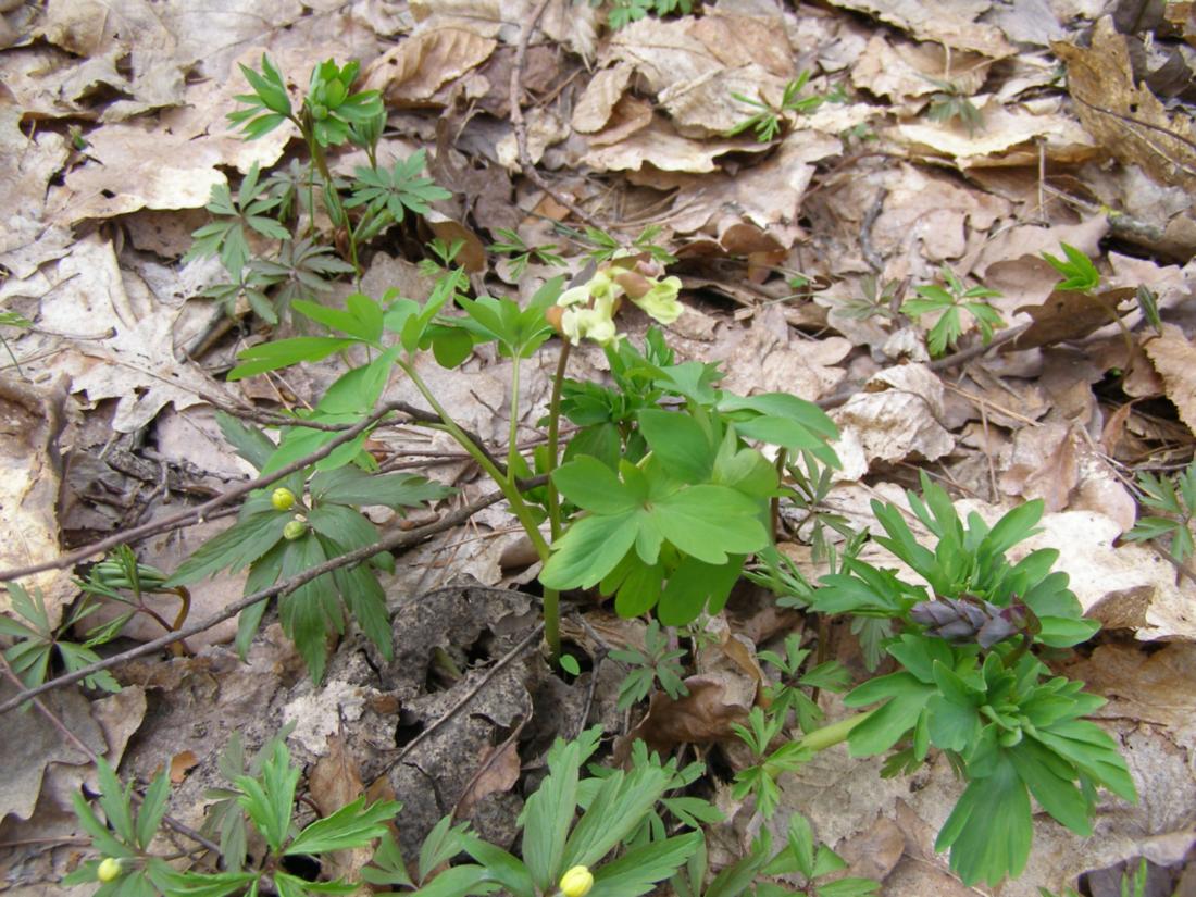 Image of Corydalis cava specimen.