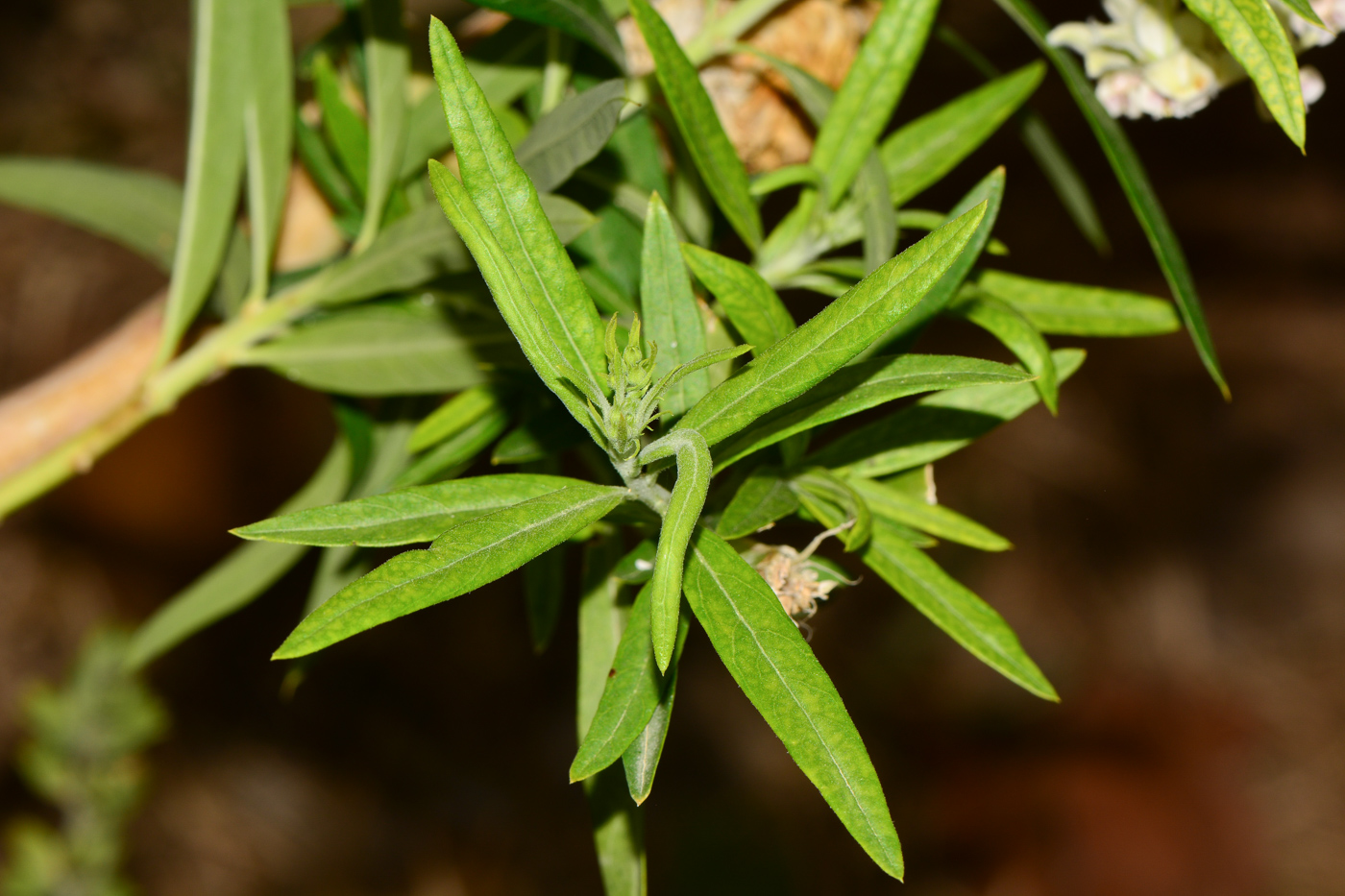 Изображение особи Gomphocarpus physocarpus.