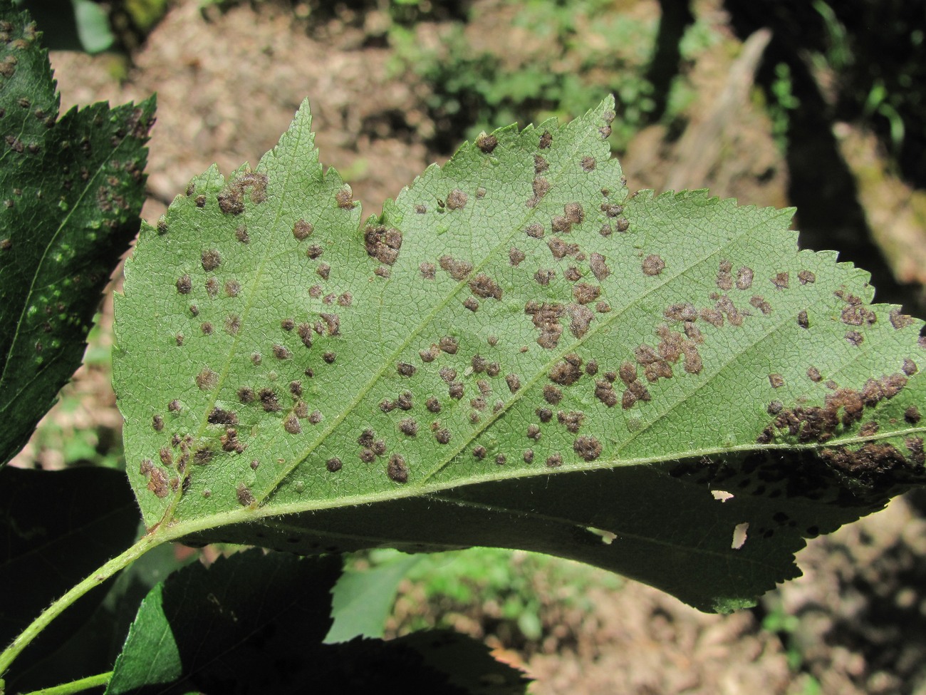 Image of Sorbus torminalis specimen.