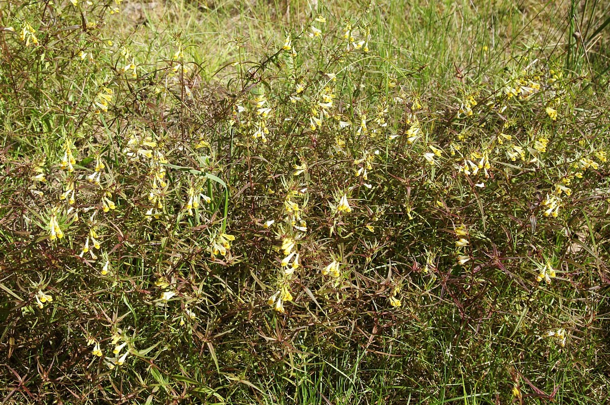 Image of Melampyrum pratense specimen.