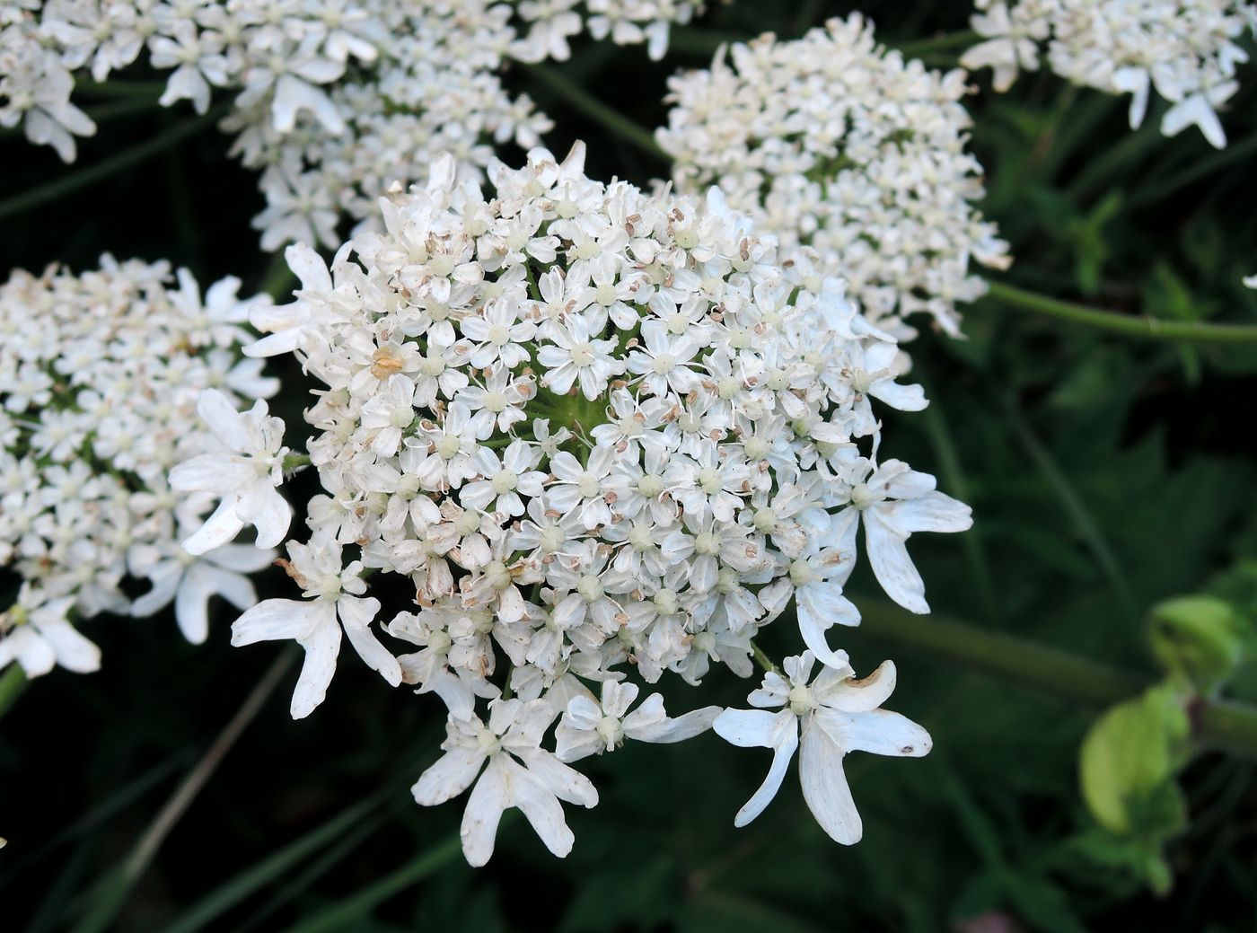 Изображение особи Heracleum sosnowskyi.