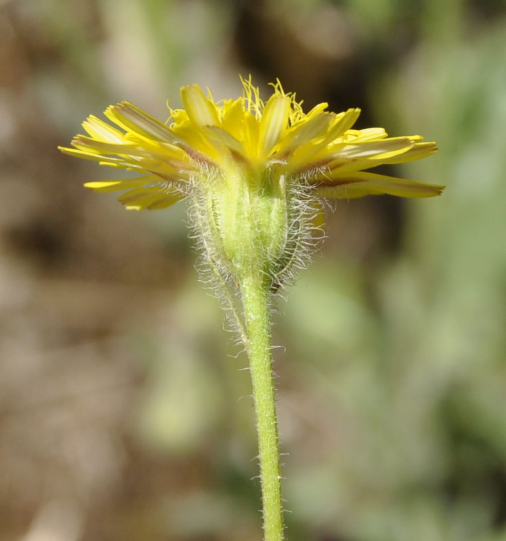 Изображение особи род Crepis.