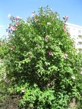 Hibiscus syriacus