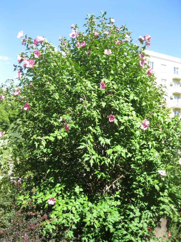 Image of Hibiscus syriacus specimen.