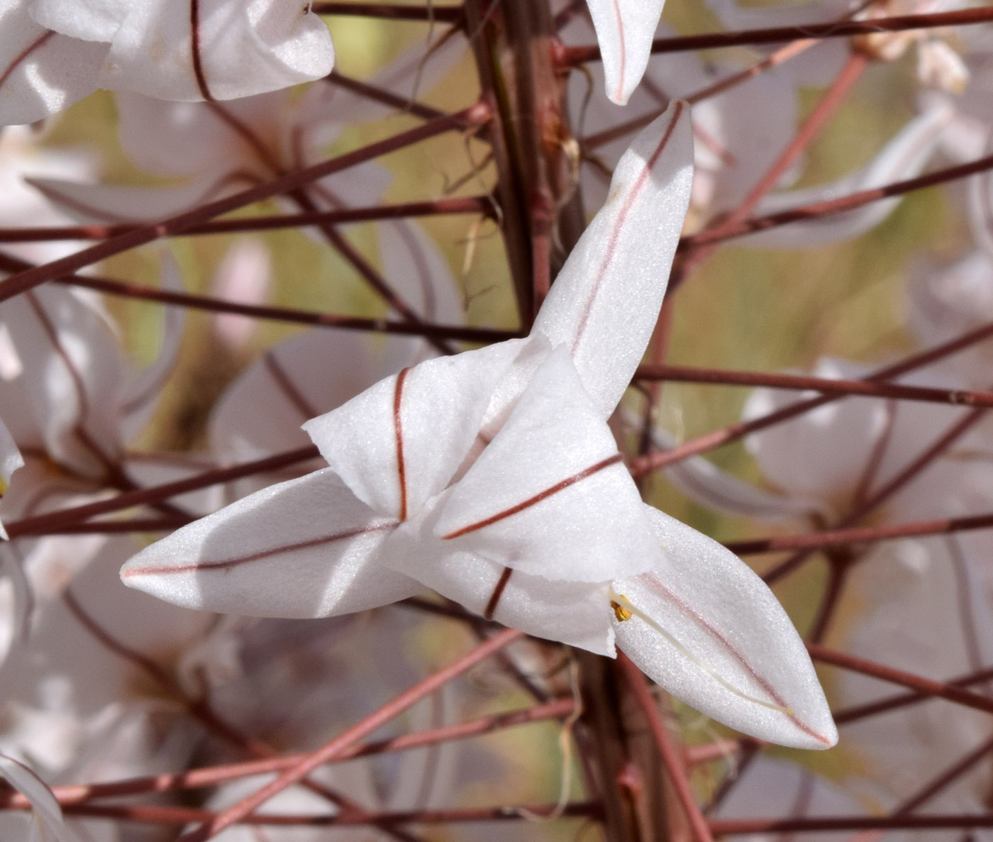 Image of Eremurus olgae specimen.