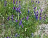 Vicia cracca. Цветущие растения на песчаной косе. Бурятия, Чивыркуйский залив, окр. пос. Чивыркуй. 18.07.2009.