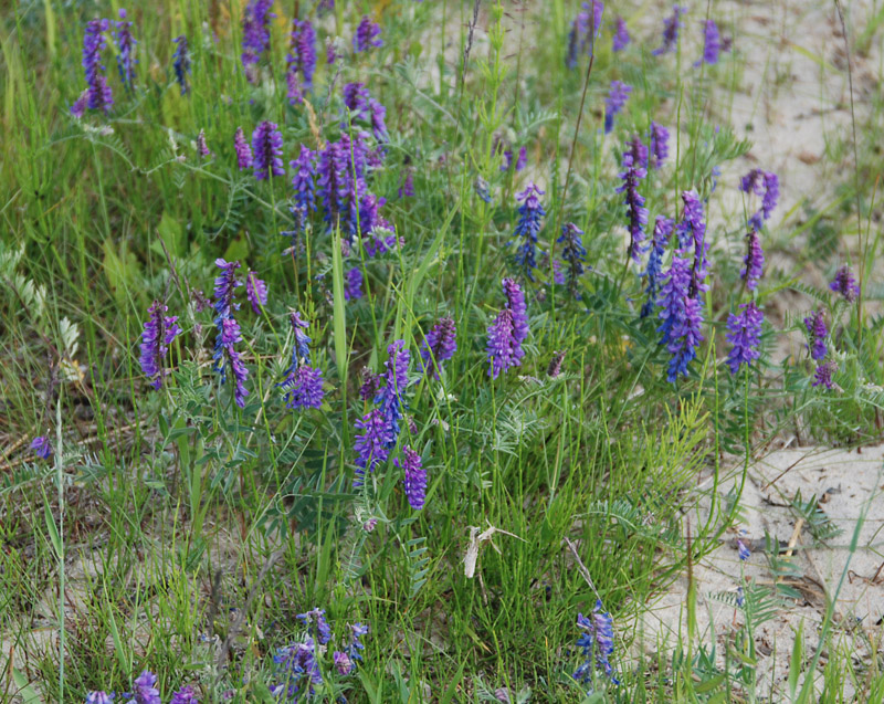 Изображение особи Vicia cracca.