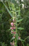 Odontites vulgaris