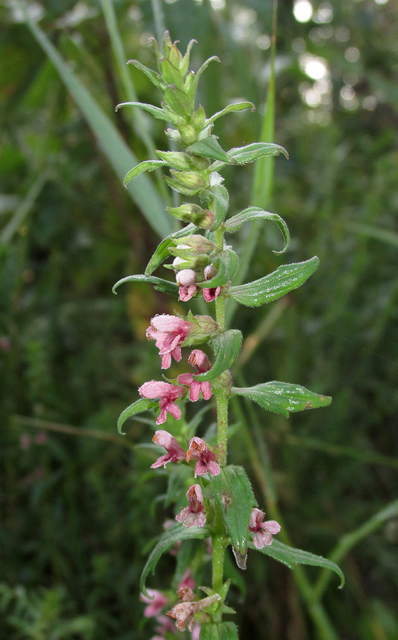 Изображение особи Odontites vulgaris.