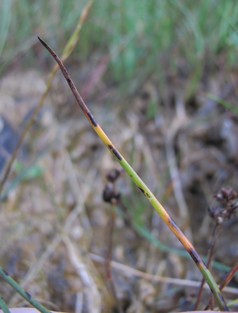 Image of Triglochin palustris specimen.