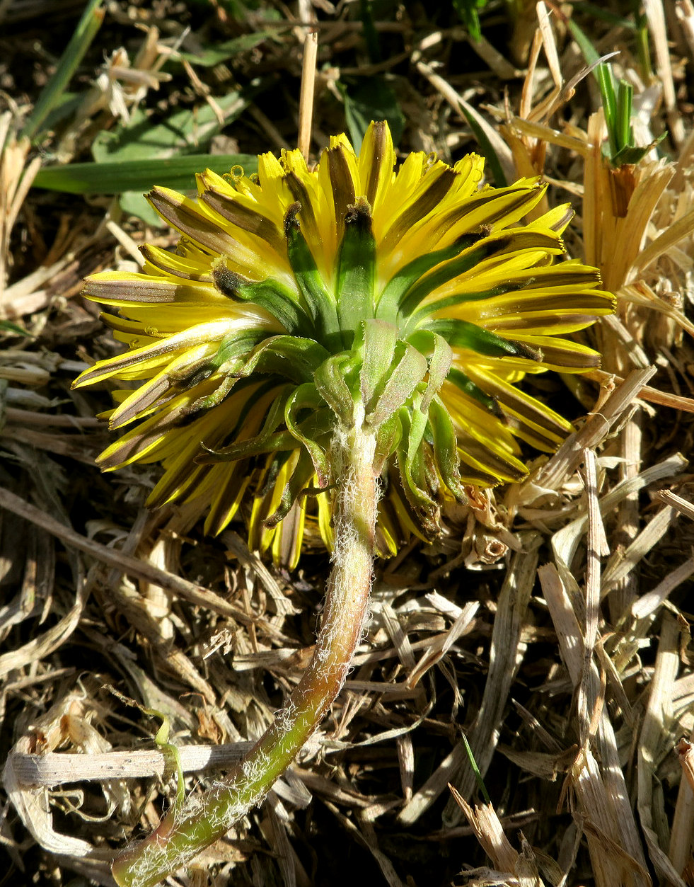 Image of Taraxacum tenellisquameum specimen.