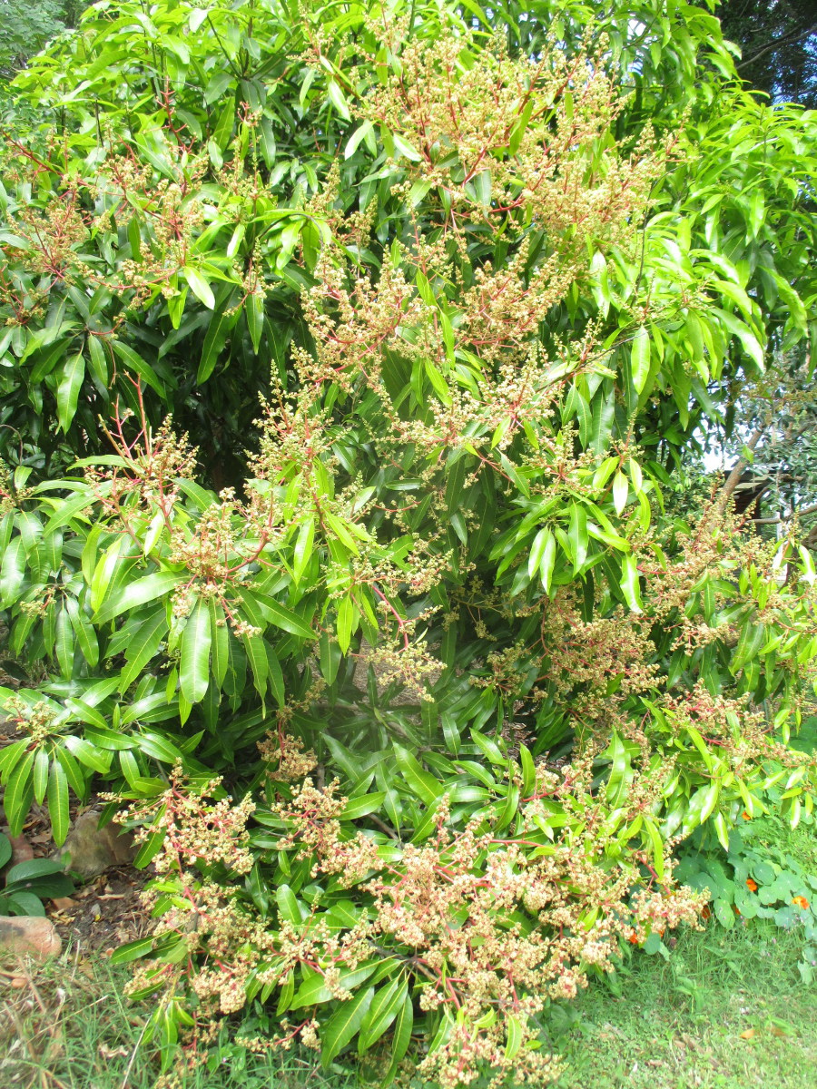 Image of Mangifera indica  specimen.