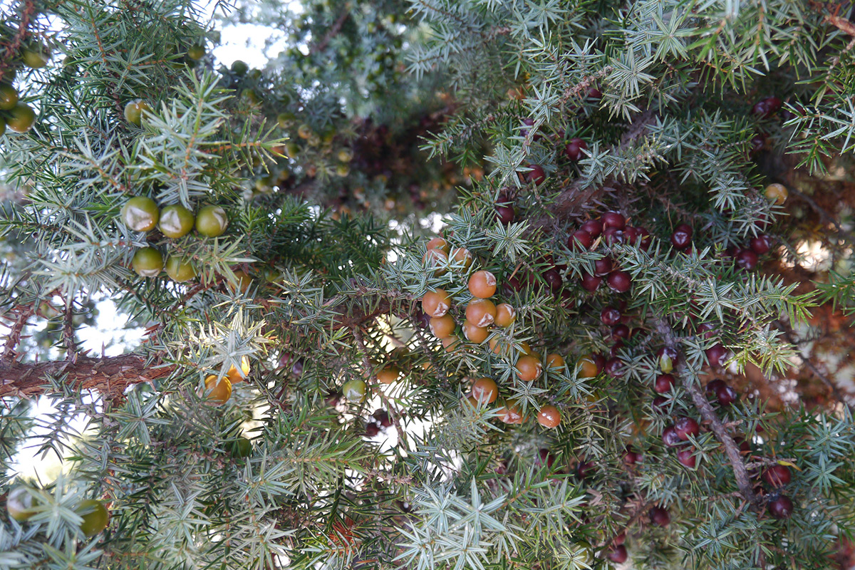 Image of Juniperus oxycedrus ssp. macrocarpa specimen.