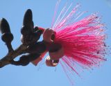 Pseudobombax ellipticum. Верхушка побега с цветком и бутонами. Австралия, г. Брисбен, ботанический сад. 11.09.2016.