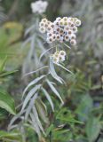 Anaphalis margaritacea. Верхушка цветущего растения. Китай, провинция Юньнань, окр. г. Дали, гора Цаншань (Cangshan Mountain, 苍山), восточный склон, выс. 3500 м н.у.м., лес. 24 октября 2016 г.