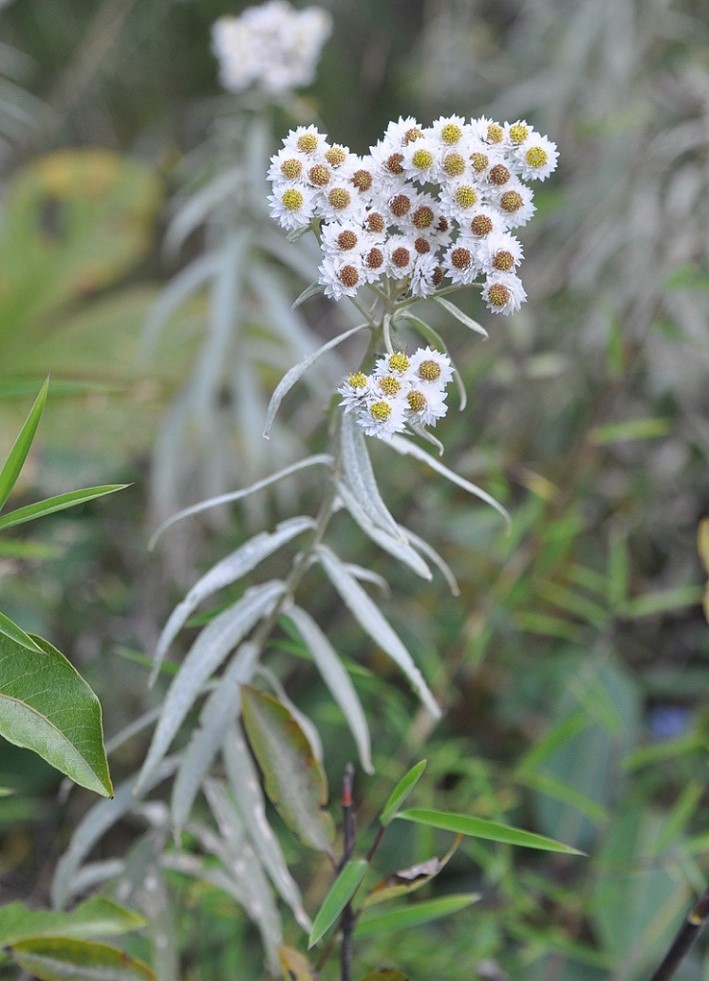 Изображение особи Anaphalis margaritacea.