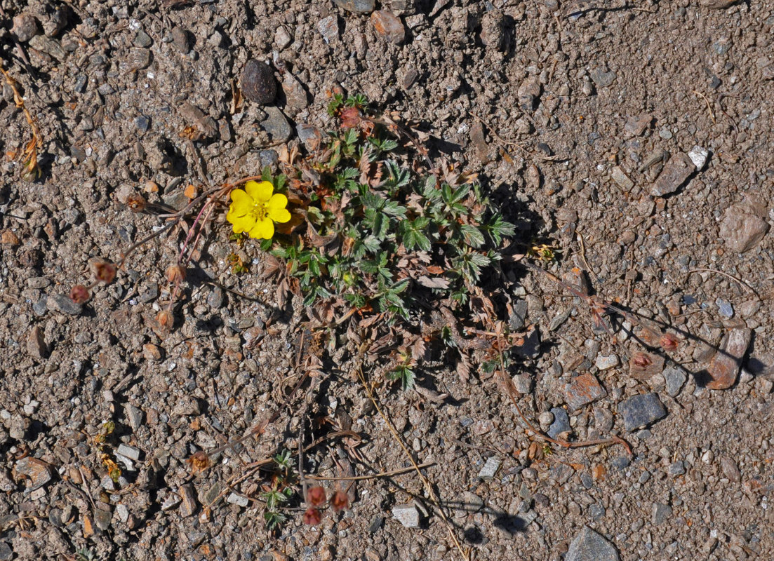 Image of genus Potentilla specimen.