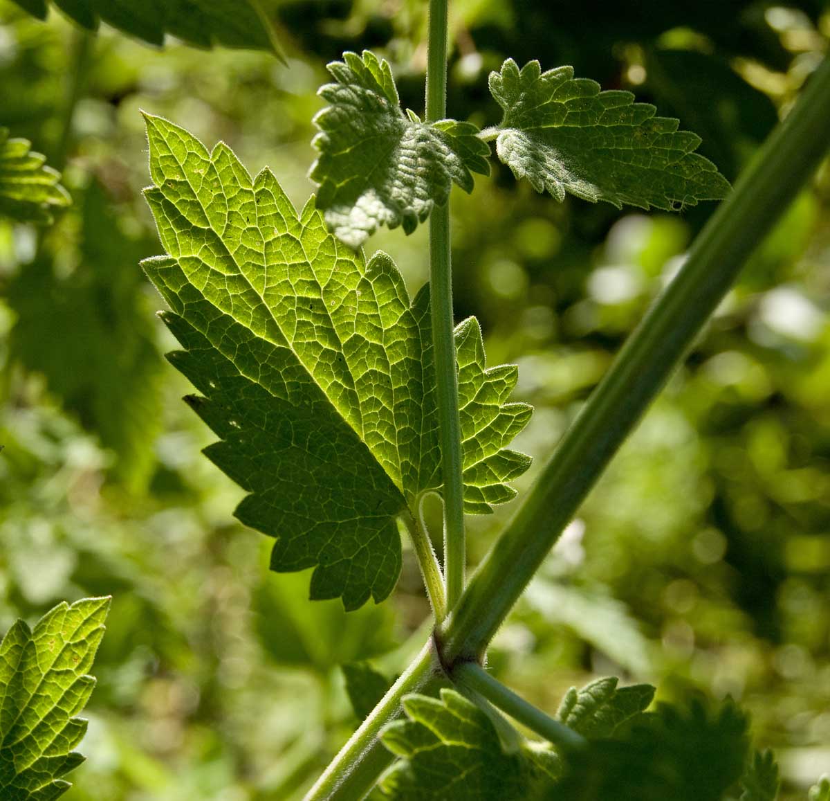 Изображение особи Nepeta cataria.