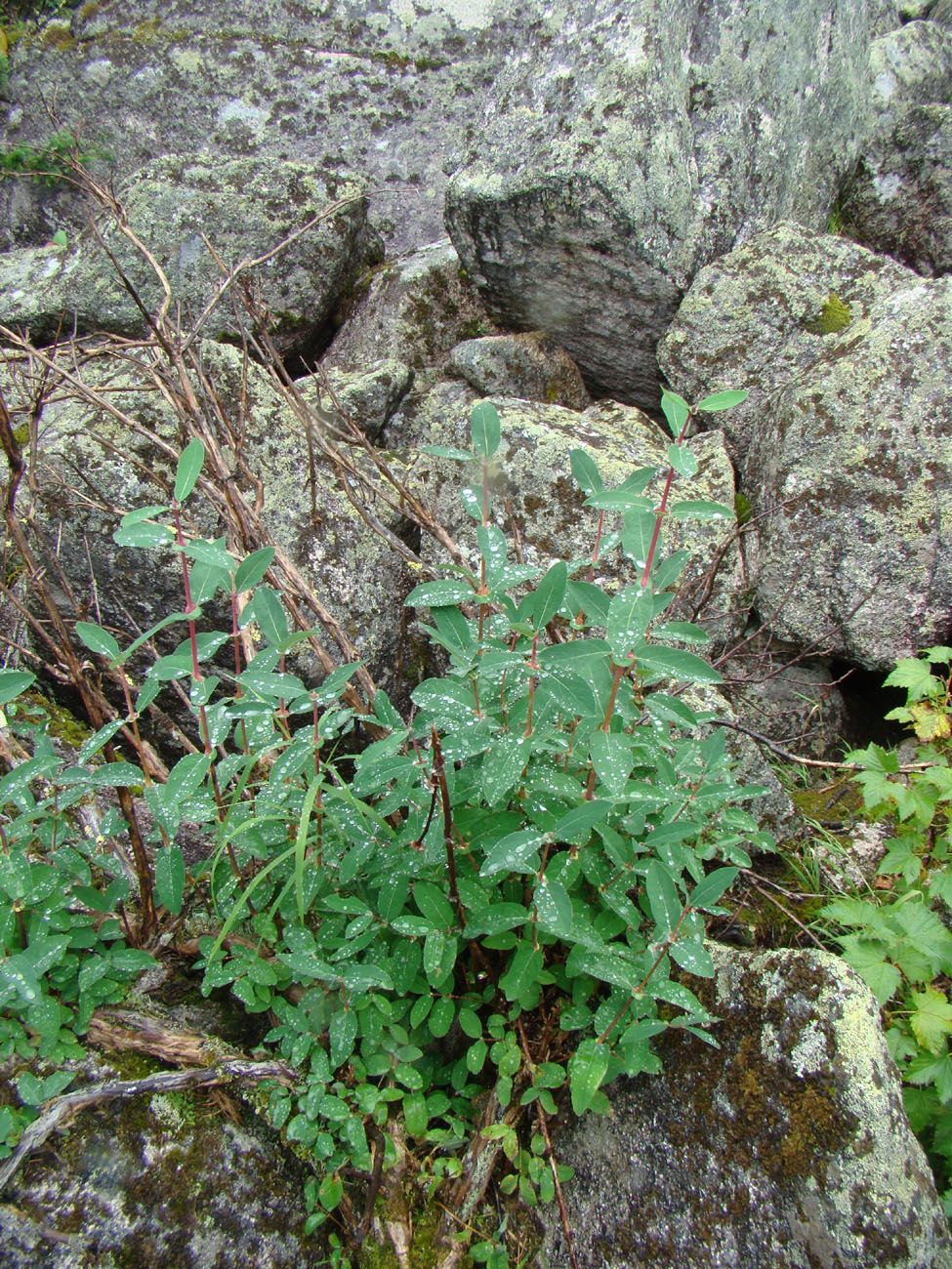 Image of Lonicera altaica specimen.