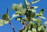 Zelkova abelicea