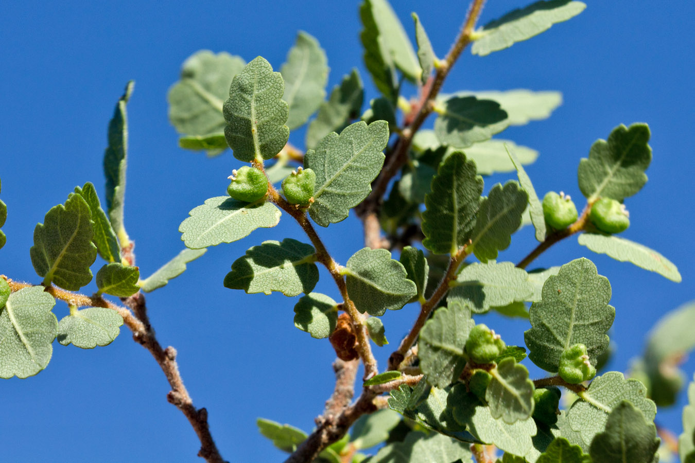 Image of Zelkova abelicea specimen.