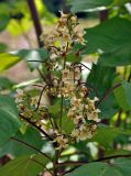 Catalpa ovata. Соцветие с цветками и завязями. Краснодарский край, Лазаревский р-н Сочи, Солох-аул, берег реки. 08.07.2017.