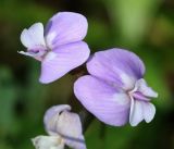 Astragalus silvisteppaceus. Цветки. Пермский край, Кунгурский р-н, окр. с. Филипповка, северная часть Кунгурской лесостепи, гора Ледяная, южный склон. 16.07.2017.