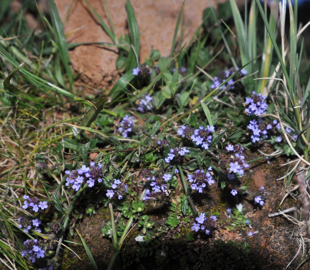 Изображение особи семейство Verbenaceae.