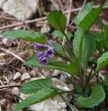 Physochlaina orientalis. Цветущее растение. Северная Осетия, Куртатинское ущелье. 06.05.2010.