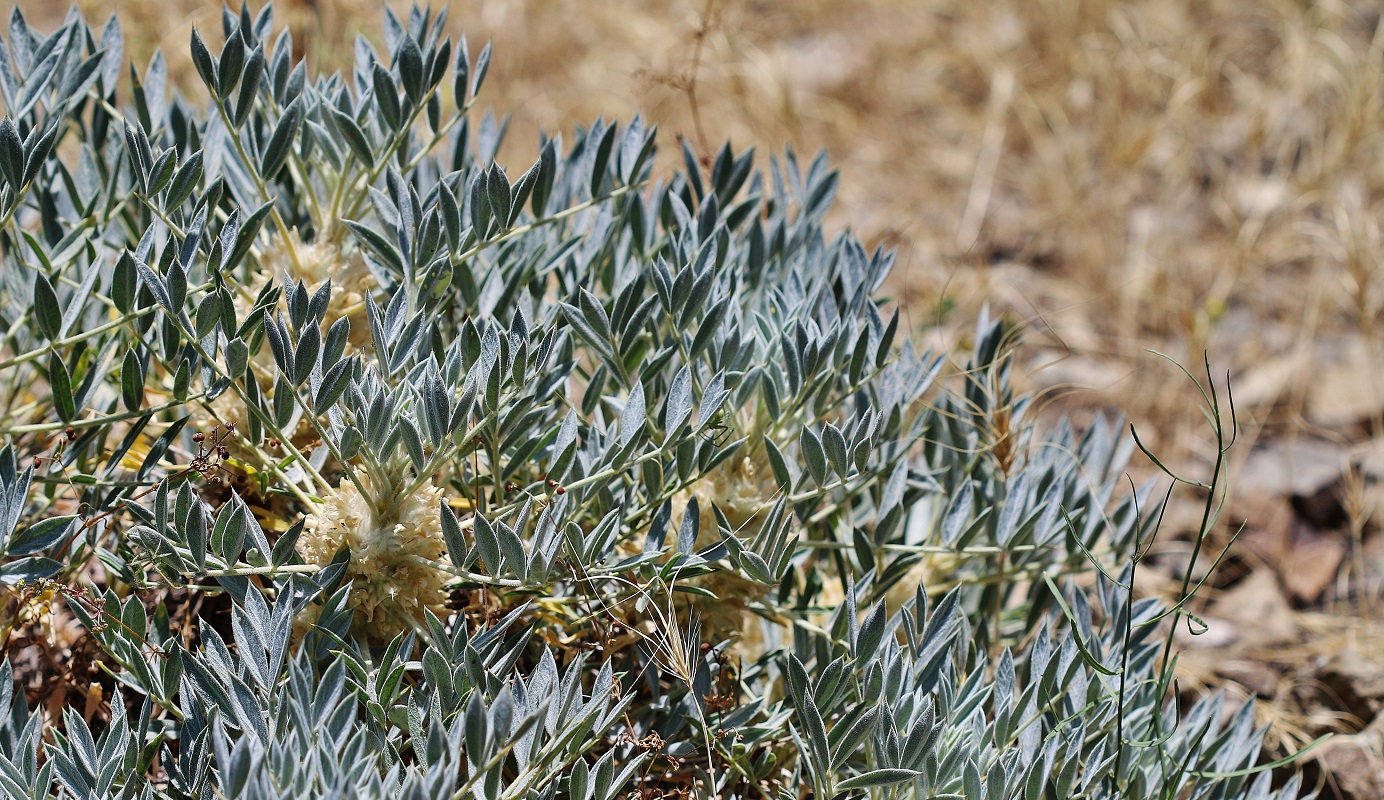 Image of Astragalus compactus specimen.