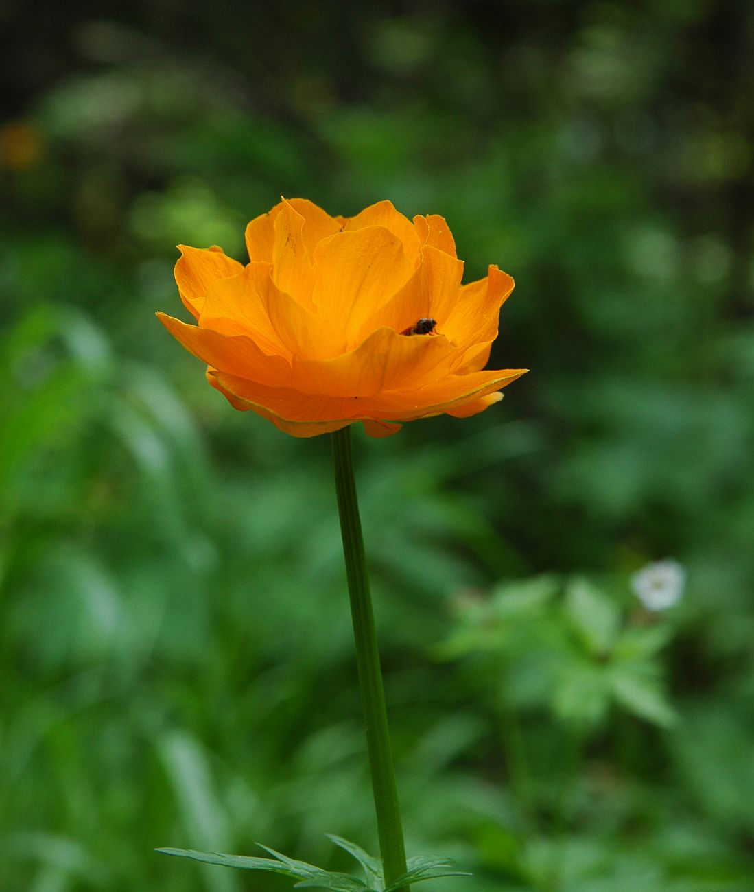 Изображение особи Trollius altaicus.