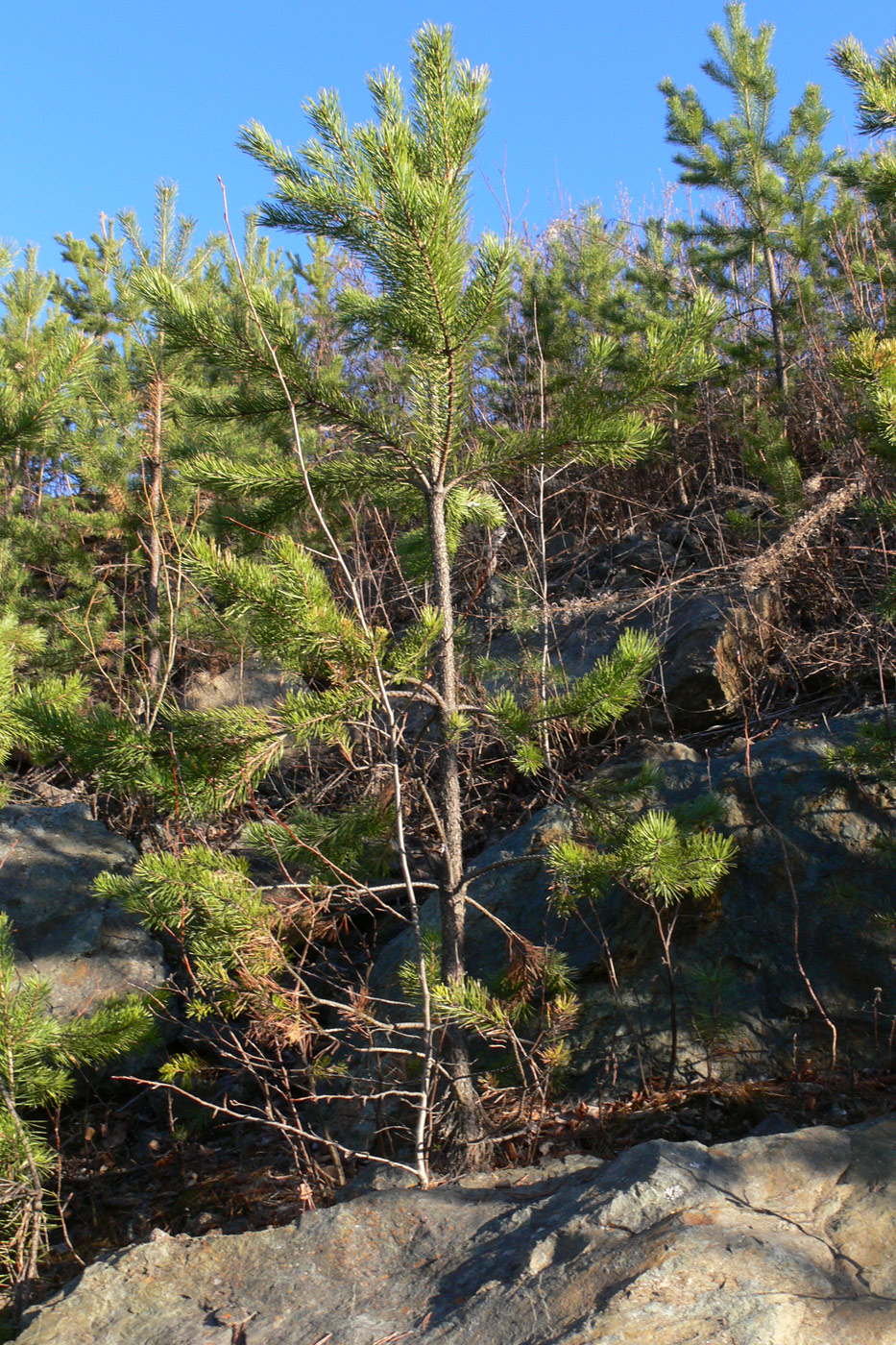 Image of Pinus sylvestris specimen.