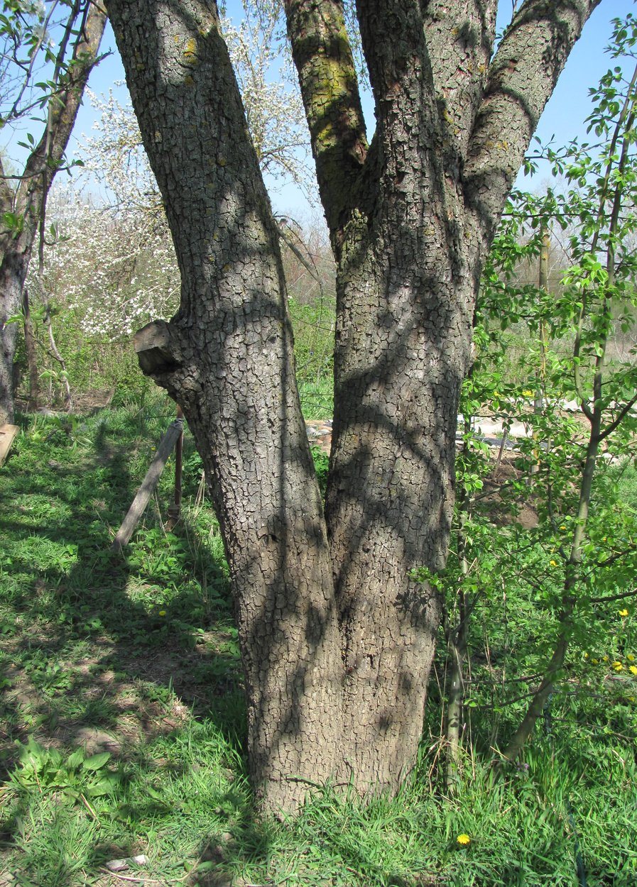 Image of Pyrus communis specimen.