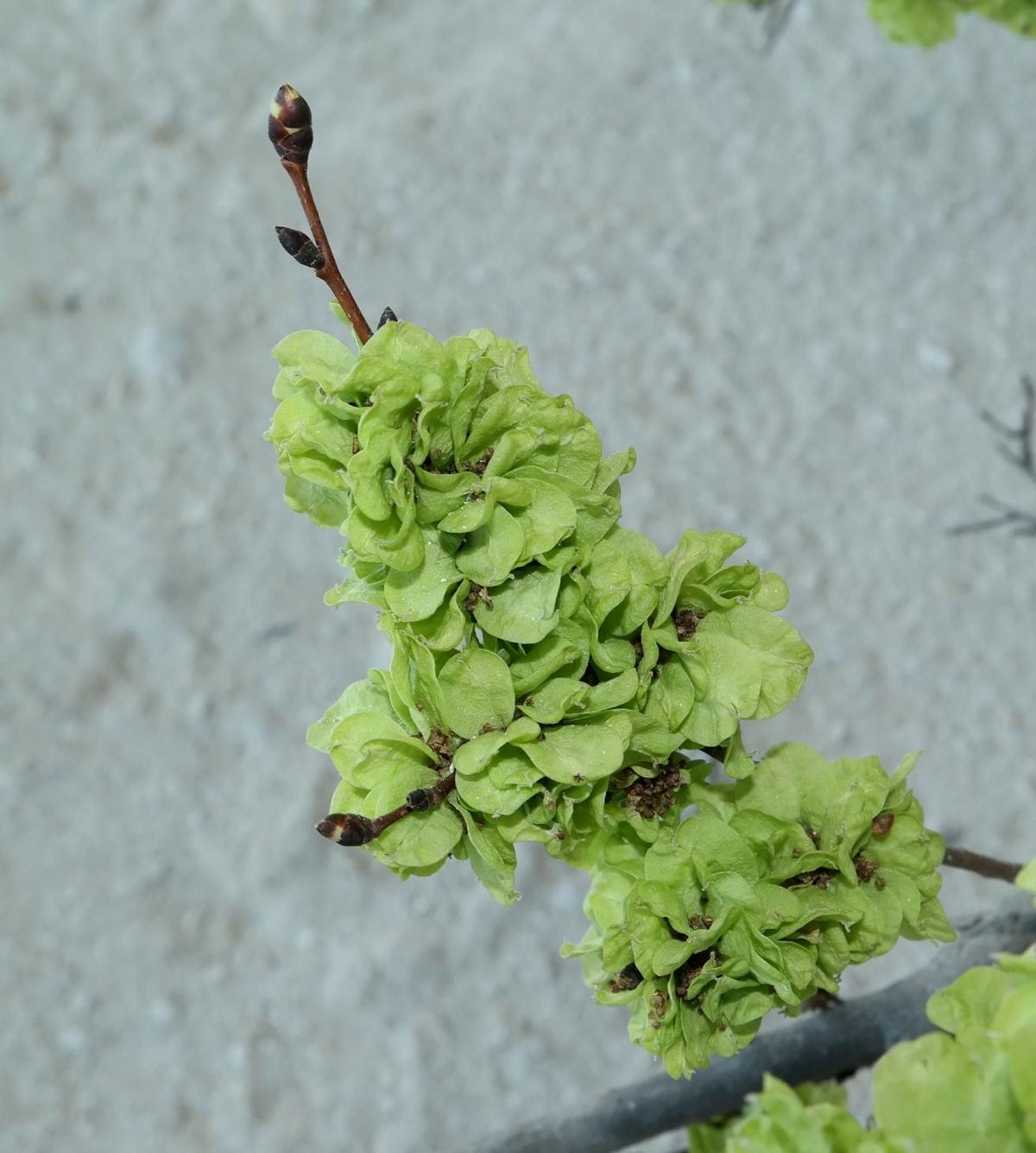 Image of Ulmus minor specimen.