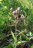 genus Saussurea. Цветущее растение. Якутия, Мирнинский р-н, окр. пос. Светлый, за \"картофельным полем\". 13.07.2009.
