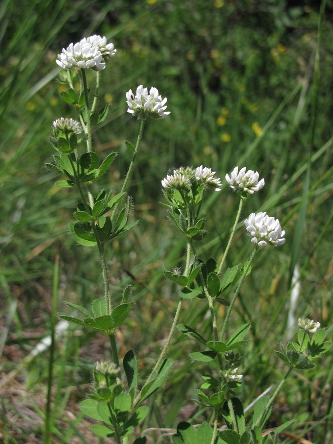 Изображение особи Dorycnium graecum.