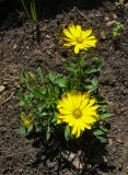 genus Dimorphotheca. Верхушка цветущего растения. Пермский край, г. Пермь, Свердловский р-н, территория кладбища \"Южное\", тополёвая роща, клумба. 17.05.2018.